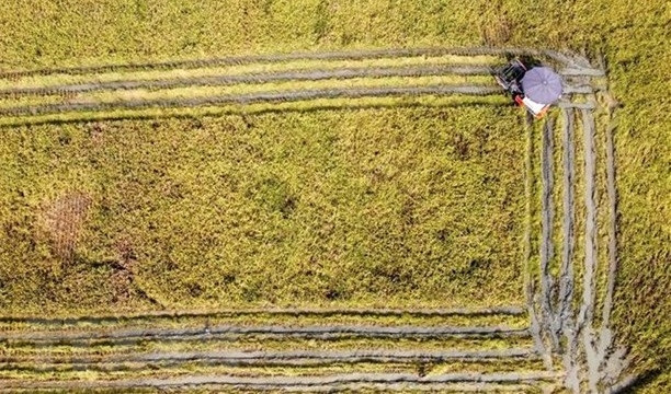 Harvesting rice in Dong Ich commune of Lap Thach district, Vinh Phuc province (Photo: VNA)