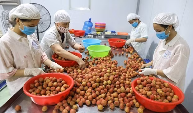 Preliminary processing of lychee at Global Food JSC in Luc Ngan district, Bac Giang province for export to Australia. (Photo: VNA)