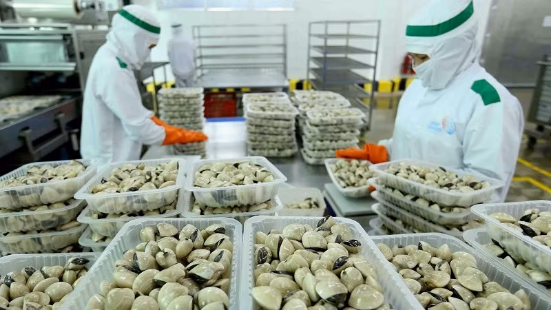 Processing clams for export at Lenger Seafoods Vietnam (Photo: VNA)