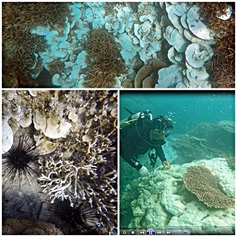 The image of bleached corals in Con Dao National Park 