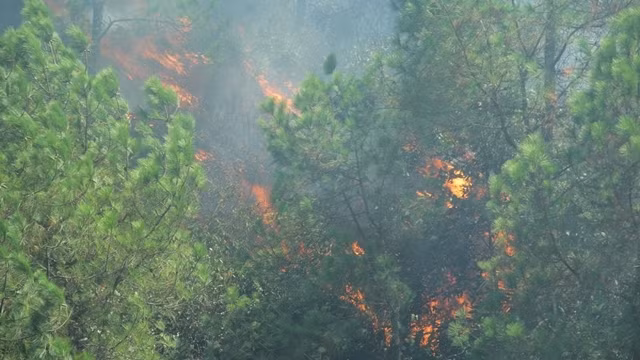 The prolonged hot weather increases high risk of forest fire. (Photo: NDO/Ngo Tuan)