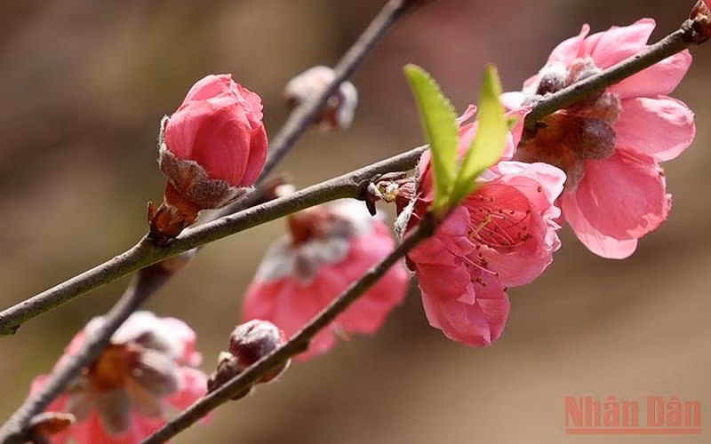 Nhat Tan peach blossom. (Illustrative image/Photo: Tran Hai)