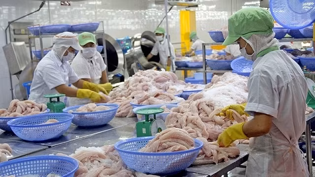 Processing tra fish for exports at Go Dang Joint Stock Company (GODACO). (Photo: NDO/Minh Tri)
