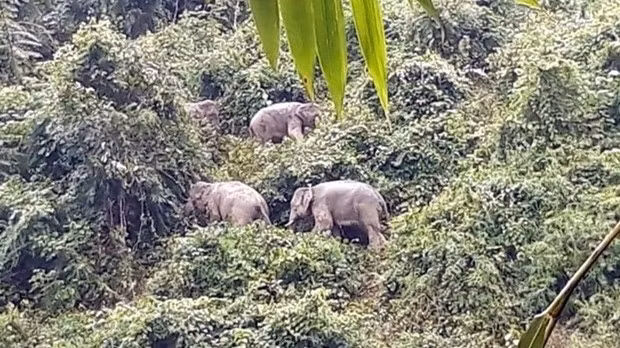 Illustrative image. (Photo: quangnam.gov.vn)