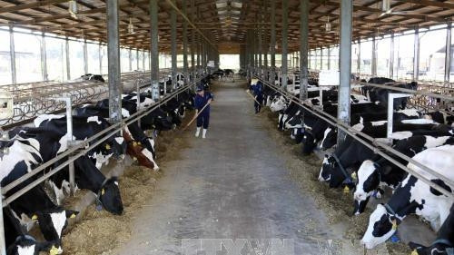 Vinamilk hánh thành trang trại bò sữa hữu cơ