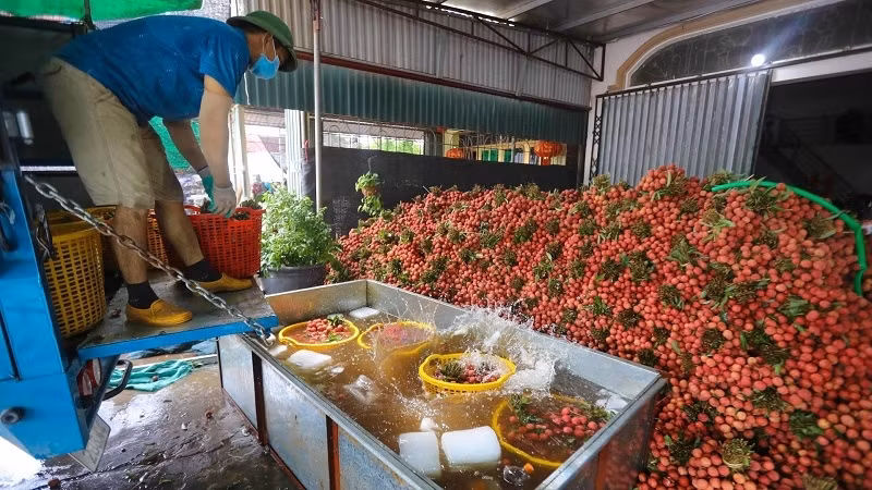 Despite being hit by the pandemic, Bac Giang’s lychees were selling well both at home and abroad.