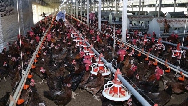 A poultry farm in the central province of Binh Dinh. (Photo: VNA) 