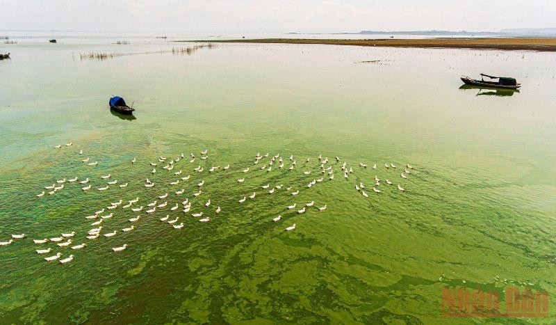 During the dry season, the water in the area turns green due to algae at the bottom of the river.