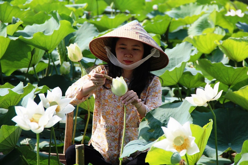White lotus flowers thrive in Tinh Tam Lake in Hue city. (Photo: baothuathienhue.vn)