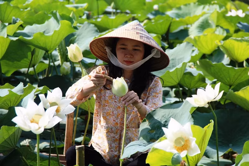 White lotus flowers thrive in Tinh Tam Lake in Hue city. (Photo: baothuathienhue.vn)