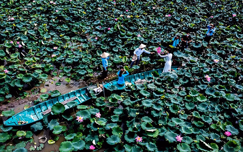 Thap Muoi lotus field. (Photo: Hoa Van)