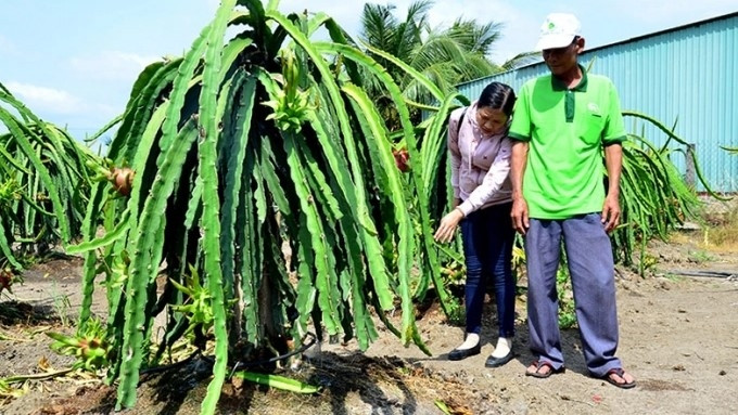 The drought and saline intrusion have badly affected the fruit tree growing areas in the Mekong River Delta region. (Photo: nongnghiep.vn)