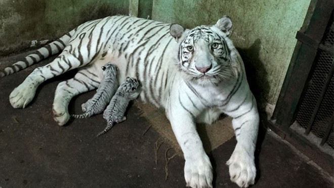 The Bengal tigers at the Saigon Zoo and Botanical Gardens. 