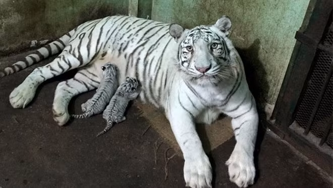 The Bengal tigers at the Saigon Zoo and Botanical Gardens. 