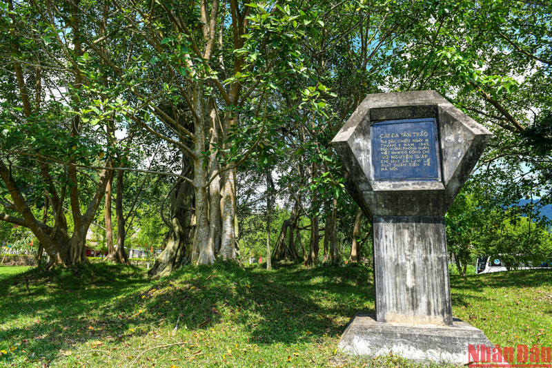 Tan Trao banyan tree - Echoes from the past to the future