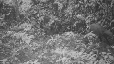The saola (far right) was photographed in the wild for the first time in 15 years (Credit: WWF)