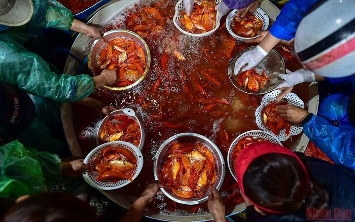 In the early morning of January 25 (the 23rd day of the last month of the lunar year), Yen So Fish Market is crowded with small traders choosing carps for sale to serve the people in worshiping “Ong Cong – Ong Tao”.