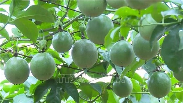 Vietnamese passion fruit (Photo: VNA)