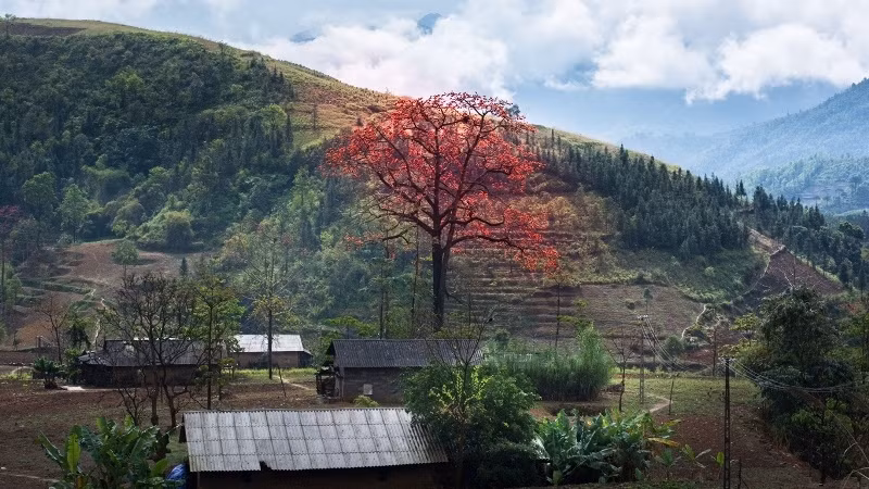 Bombax ceiba trees have a strong attachment to people in rural areas. 