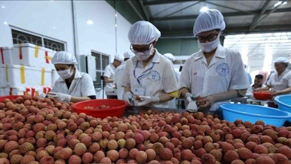 Litchi classification for export (Photo: VNA)