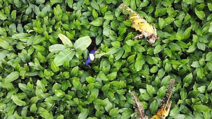 Bustling Trang Cat in dong leaf harvesting season