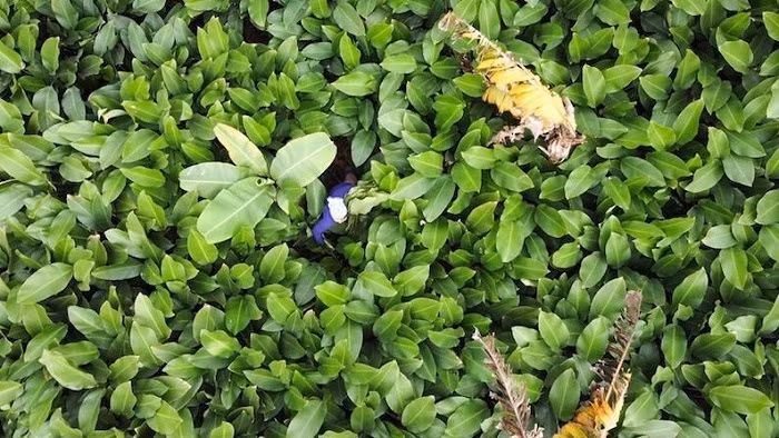 Bustling Trang Cat in dong leaf harvesting season
