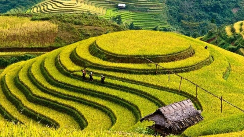 Mam Xoi (Raspberry) hill, an attractive destination in Mu Cang Chai district.