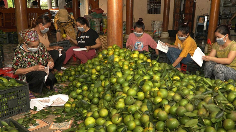 Local farmers in Vinh Phuc commune, Bac Quang district, Ha Giang province are packing oranges for consumption. (Photo: KHANH TOAN)