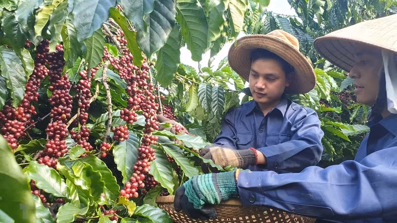 Vietnam earns over 2 billion USD from coffee exports in the first five months of 2022. (Photo: VNA)