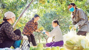 Pomelo cultivation contributes to a stable income for many households in Vinh Phu Commune, Phu Tho Province. (Photo: PHUNG HAI)