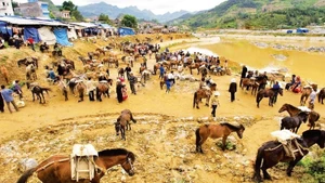 A corner of the horse-trading area at the Bac Ha market (Lao Cai).