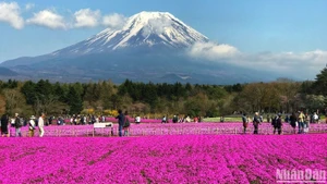 Japan remains one of the most popular destinations for Vietnamese tourists. (Photo: nhandan.vn)