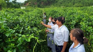Pham Viet Trung introduces the properties and effects of the Gymnema sylvestre plant.
