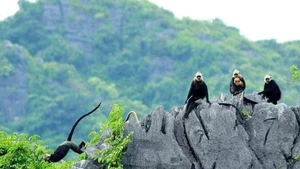 The success of the Cat Ba Langur Conservation Project is a welcome sign in the ongoing efforts to protect the environment within the Ha Long Bay–Cat Ba Archipelago World Heritage complex. (Source: Cat Ba National Park)
