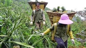 Farmers in Ban Lau Commune, Muong Khuong District (Lao Cai Province) harvest pineapples on hillside plantations. (Photo: nhandan.vn)