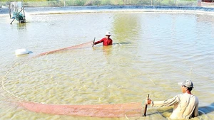Ca Mau has the largest shrimp farming area in the country, providing abundant potential for enterprises to expand shrimp processing for export. (Photo: nhandan.vn)