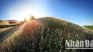 The buckwheat flower fields remain a striking attraction for visitors to Ha Giang. (Photo: VU LINH)