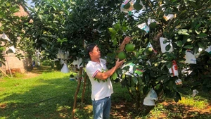 People in Phu Tho Province tend pomelo trees. (Photo: nhandan.vn)