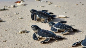 Newly hatched baby turtles make their way towards the sea, beginning their journey of life. (Photo: HAI LAM)