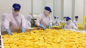 Fruit processing at Tanifood factory, Go Dau District, Tay Ninh Province. (Photo: nhandan.vn)