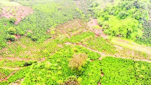 With more than 24,000 hectares under cultivation, and an estimated output of nearly 38,000 tonnes of coffee beans, coffee has firmly established itself as a major crop of Son La. (Photo: nhandan.vn)