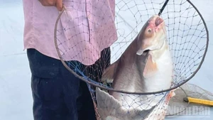 Basa is used in many tasty dishes loved by ordinary people.