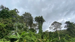 Forests play an important role in the strategy to achieve net-zero emissions (Net Zero).