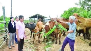 Cattle-raising model supported by policy credit loans in the border commune of Ia Lop, Dak Lak Province. (Photo: HOAI BAO)