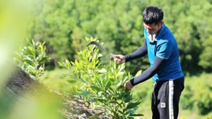 Model of acacia plantation in Thanh Hoa that helps absorb CO₂, contributing to the reduction of greenhouse gas emissions. (Photo: VNA)