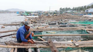 Aquaculture farmers in Cu Mong lagoon (Dak Lak Province) work to rebuild cages and rafts to raise the few fish that survived the storm, while preparing for a new season. (Photo: VNA)