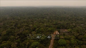 The Amazon rainforest in Brazil. (Photo: Xinhua/VNA)