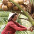 At a coconut orchard in Dong Thap province (Photo: VNA)