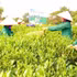 Cooperatives help their members increase incomes and improve their livelihoods. (Photo: SON HA)