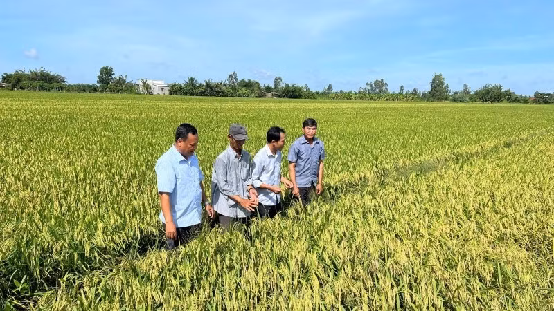 A smart rice field in Tan Xuan Commune, Vinh Long Province